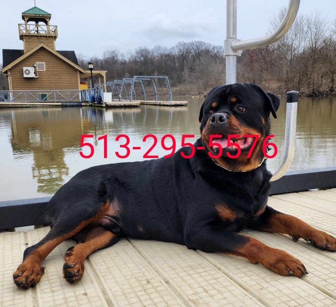 Rottweiler Puppies breeder image 3