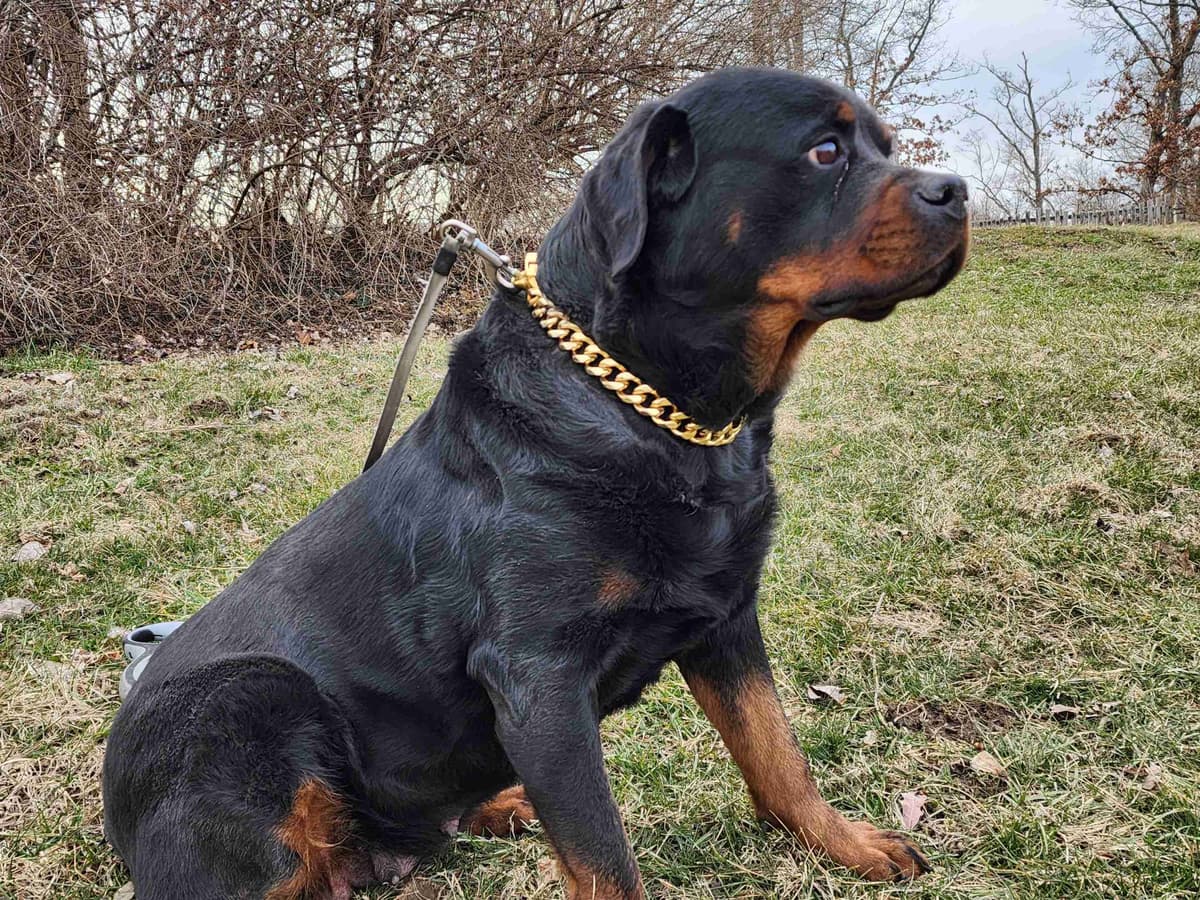 Rottweiler Puppies breeder image 4