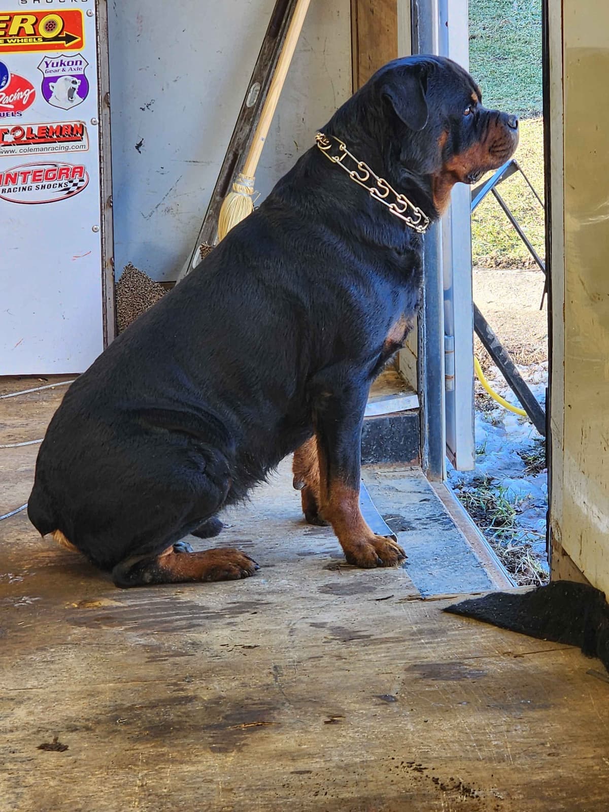 Rottweiler Puppies breeder image 6