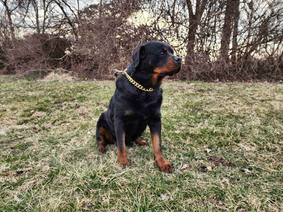 Rottweiler Puppies breeder image 7