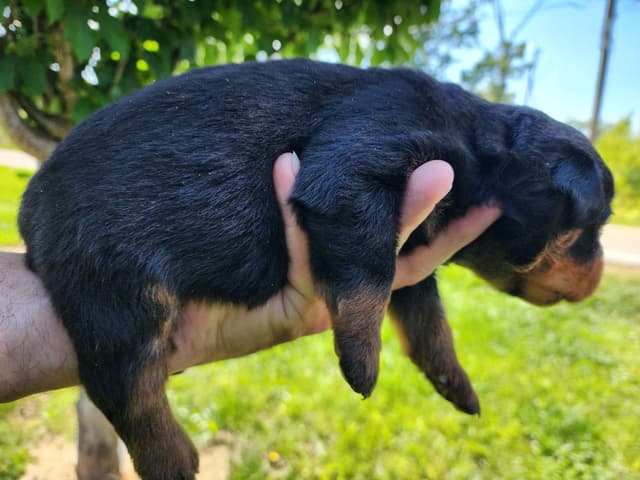 Rottweiler Puppies media 2