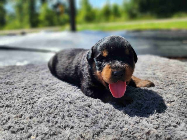 Rottweiler Puppies media 3