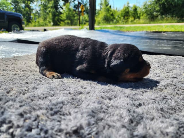 Rottweiler Puppies media 4