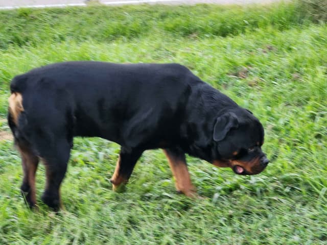 Rottweiler Puppies media 5