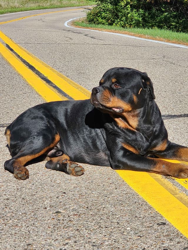 Rottweiler Puppies media 6