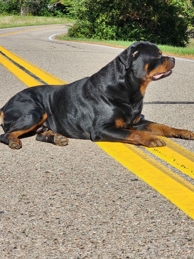 Rottweiler Puppies media 7