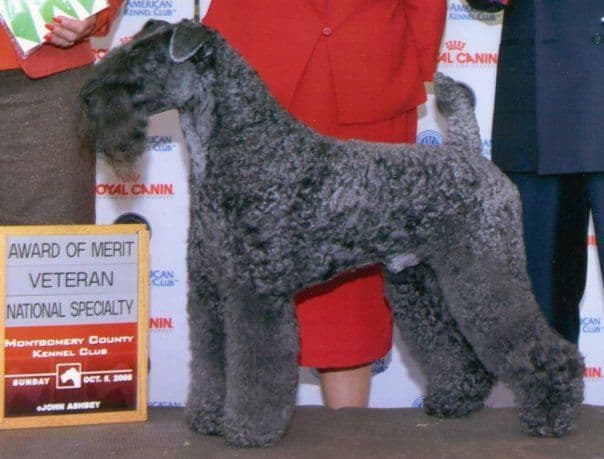 Kerry Blue Terrier Puppies breeder image 1