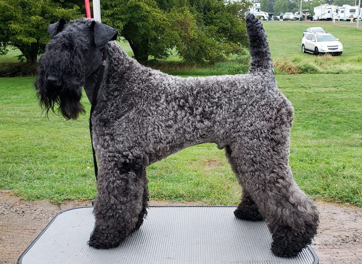 Kerry Blue Terrier Puppies breeder image 4