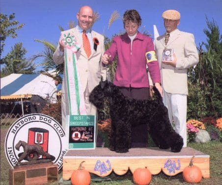 Kerry Blue Terrier Puppies breeder image 5