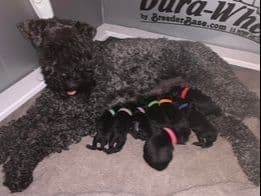 Kerry Blue Terrier Puppies media 2