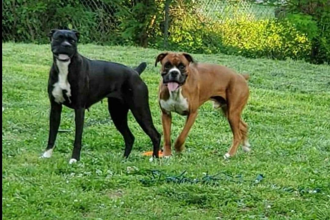 Boxer Puppies breeder image 3