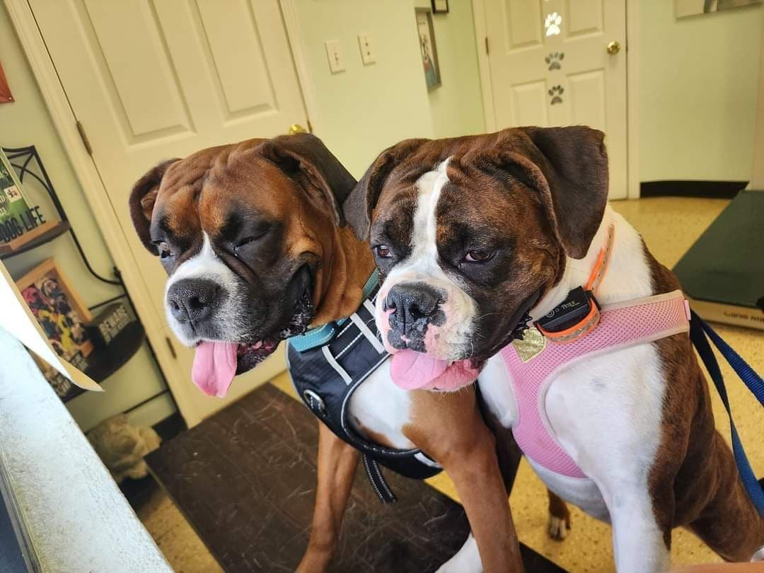 Boxer Puppies breeder image 1