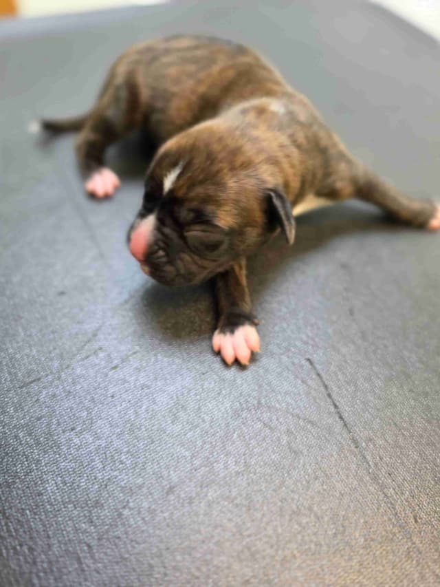 Boxer Puppies media 2