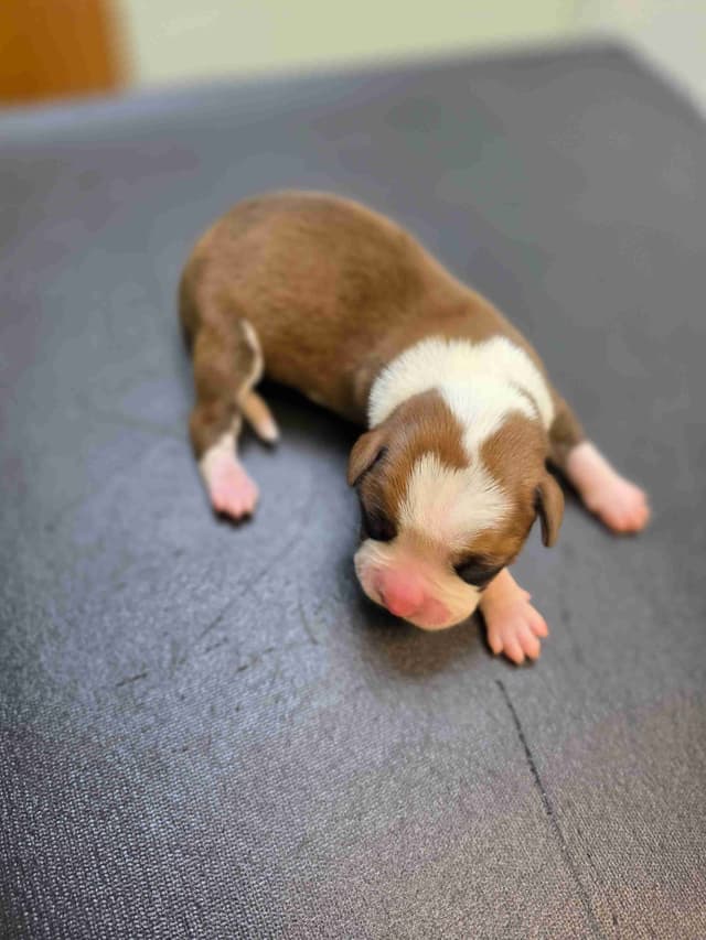 Boxer Puppies media 3
