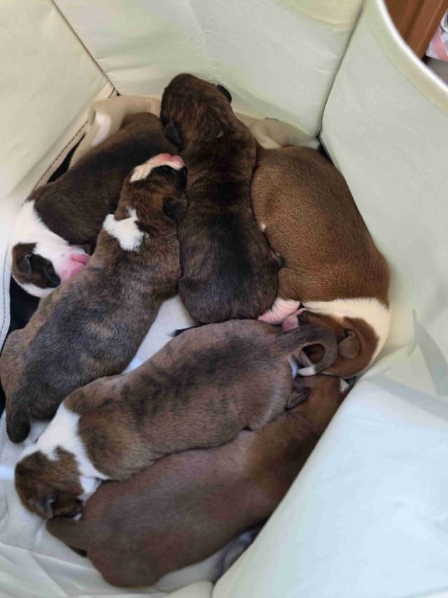 Boxer Puppies media 4