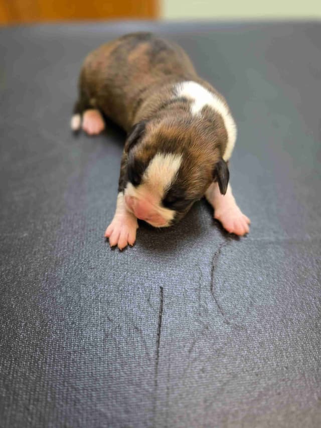 Boxer Puppies media 5