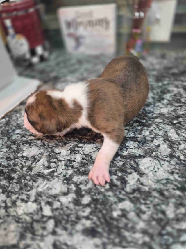 Boxer Puppies media 7