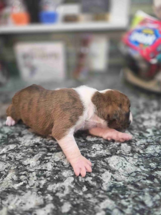 Boxer Puppies media 8