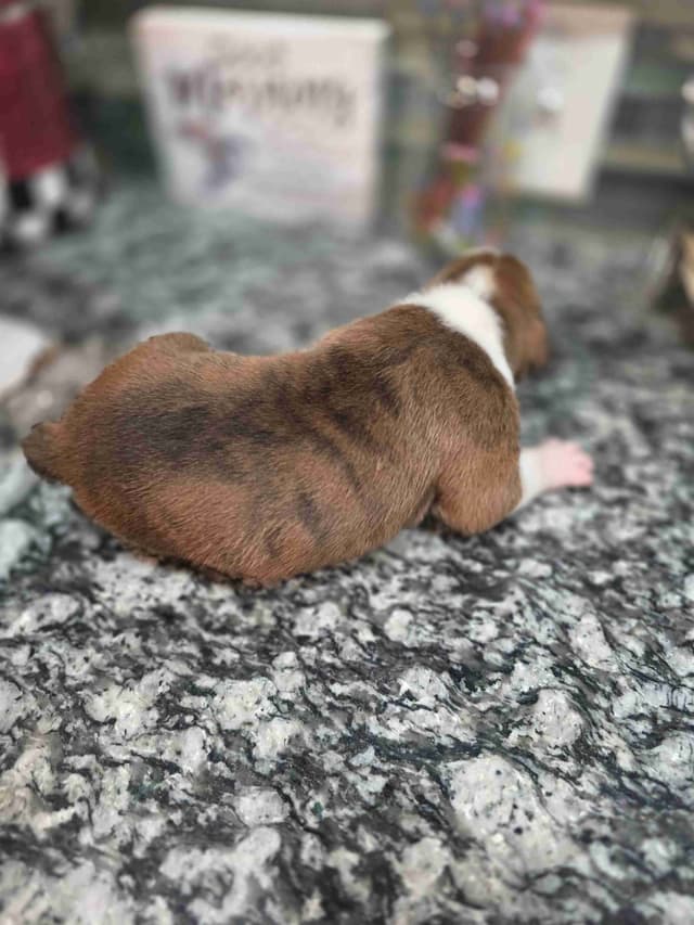 Boxer Puppies media 9