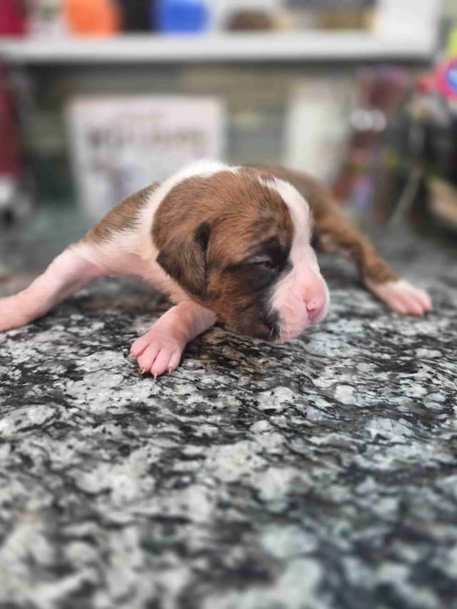 Boxer Puppies media 10