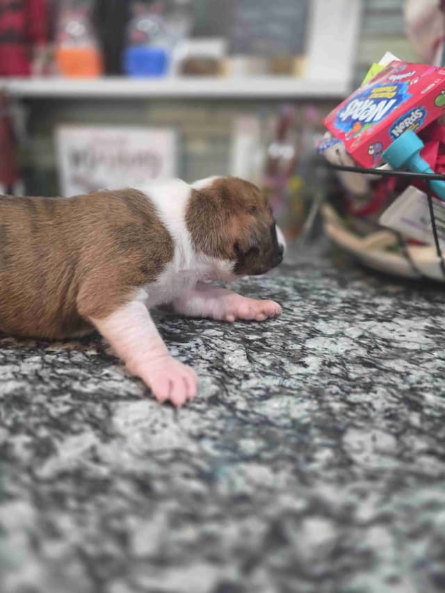 Boxer Puppies media 11