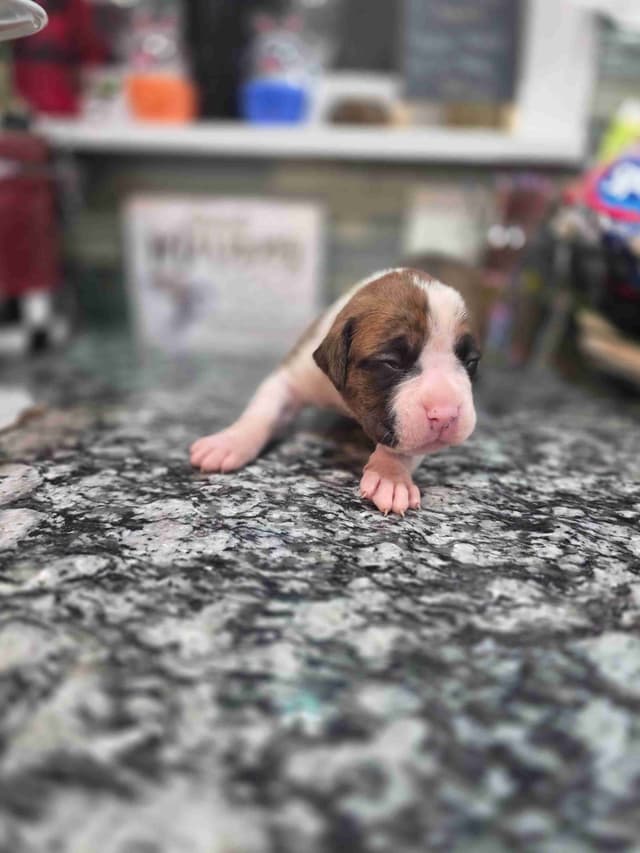 Boxer Puppies media 12