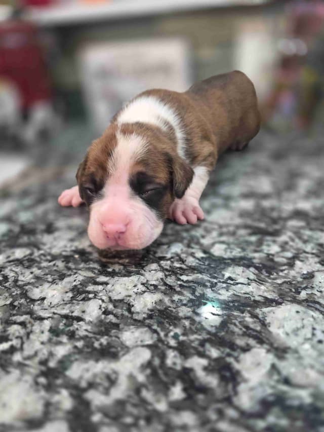 Boxer Puppies media 13