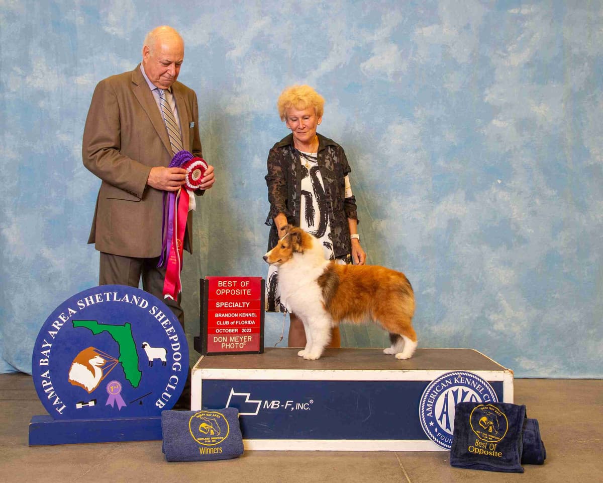 Shetland Sheepdog Puppies breeder image 1