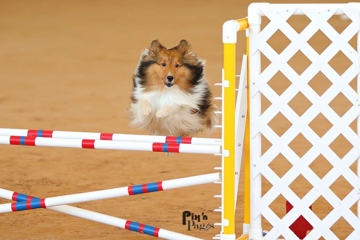 Shetland Sheepdog Puppies breeder image 2