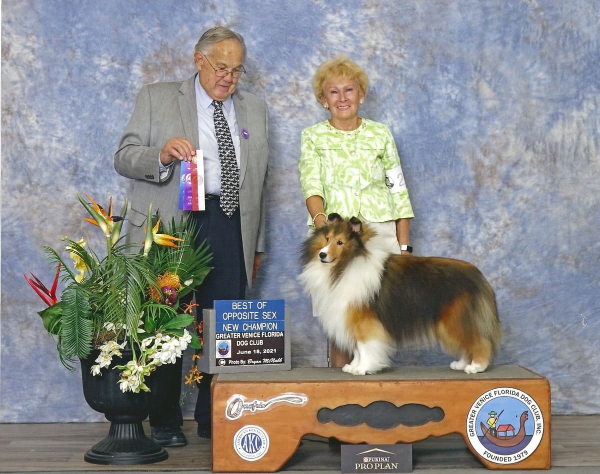 Shetland Sheepdog Puppies breeder image 4