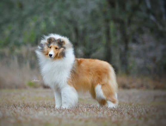 Shetland Sheepdog Puppies breeder image 3