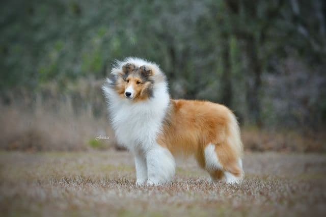 Shetland Sheepdog Puppies breeder image 6