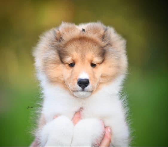 Shetland Sheepdog Puppies breeder image 5