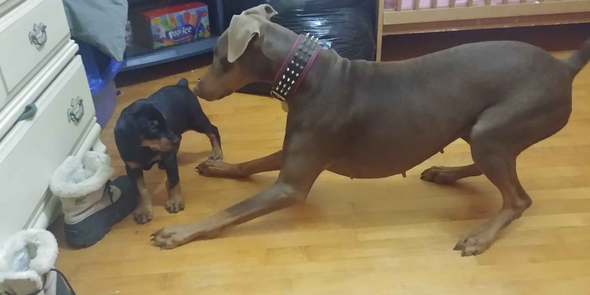 Doberman Pinscher Puppies breeder image 1