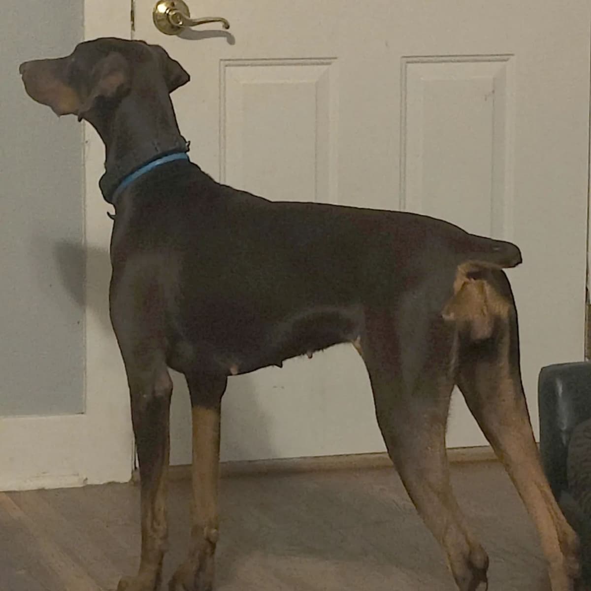 Doberman Pinscher Puppies breeder image 2