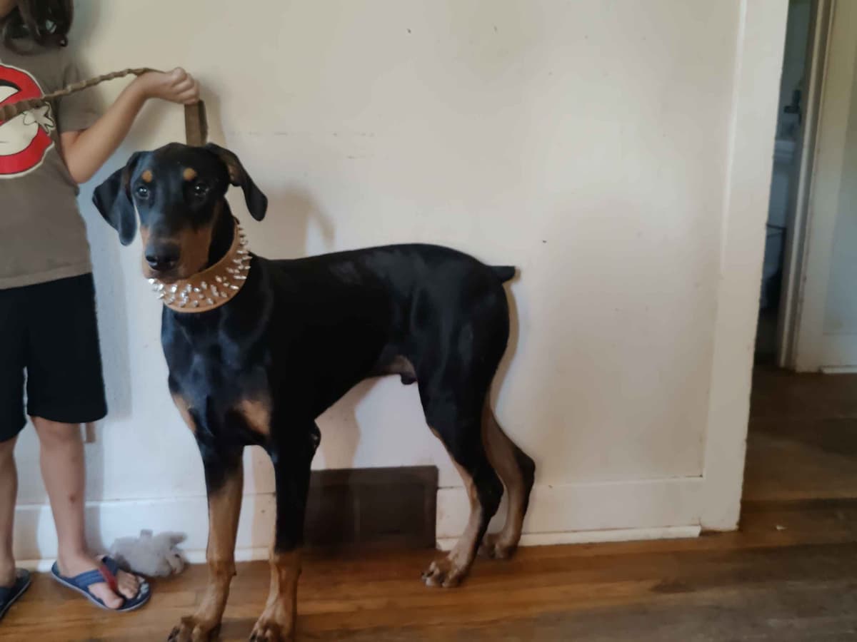 Doberman Pinscher Puppies breeder image 3
