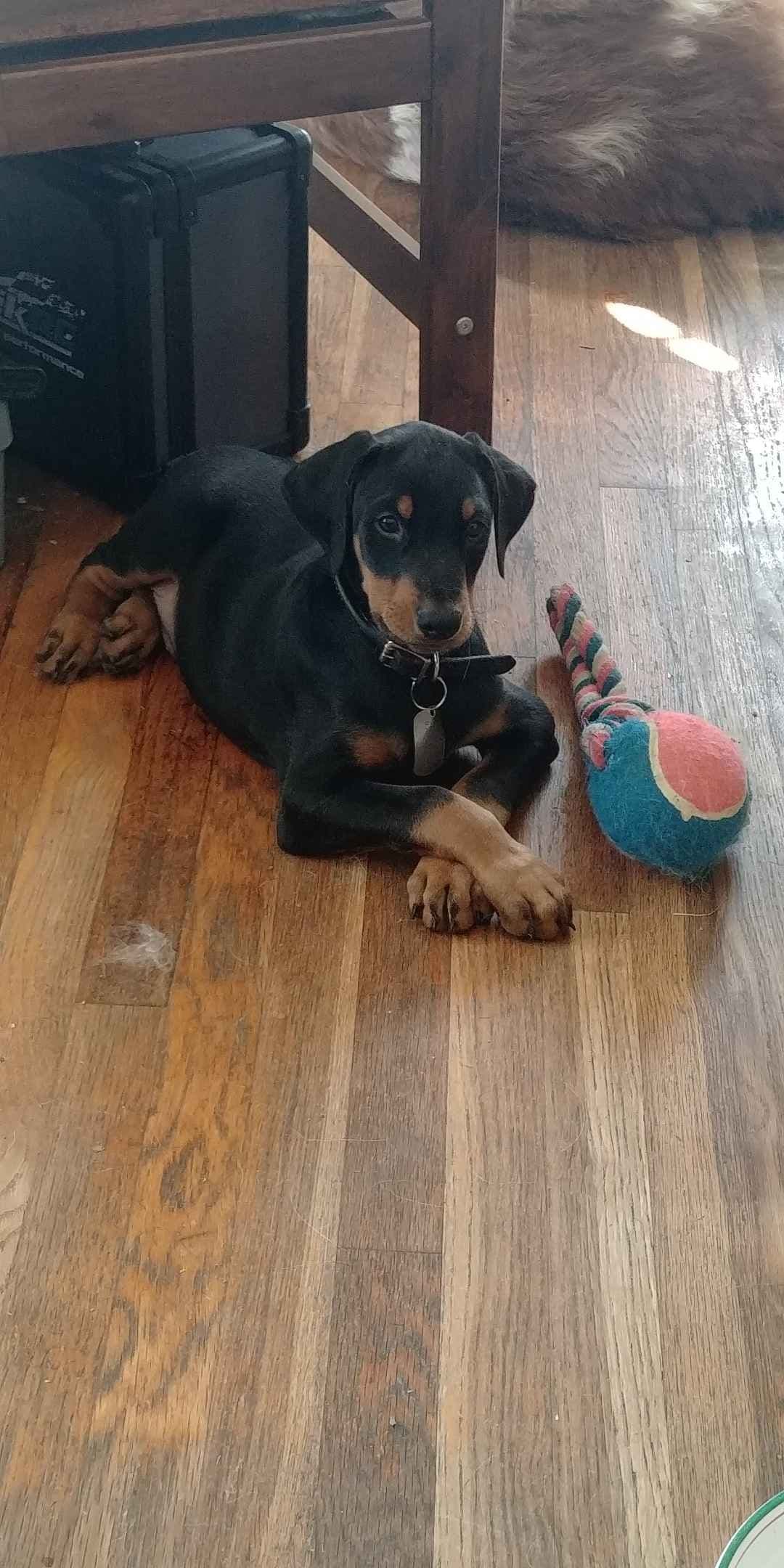 Doberman Pinscher Puppies breeder image 5