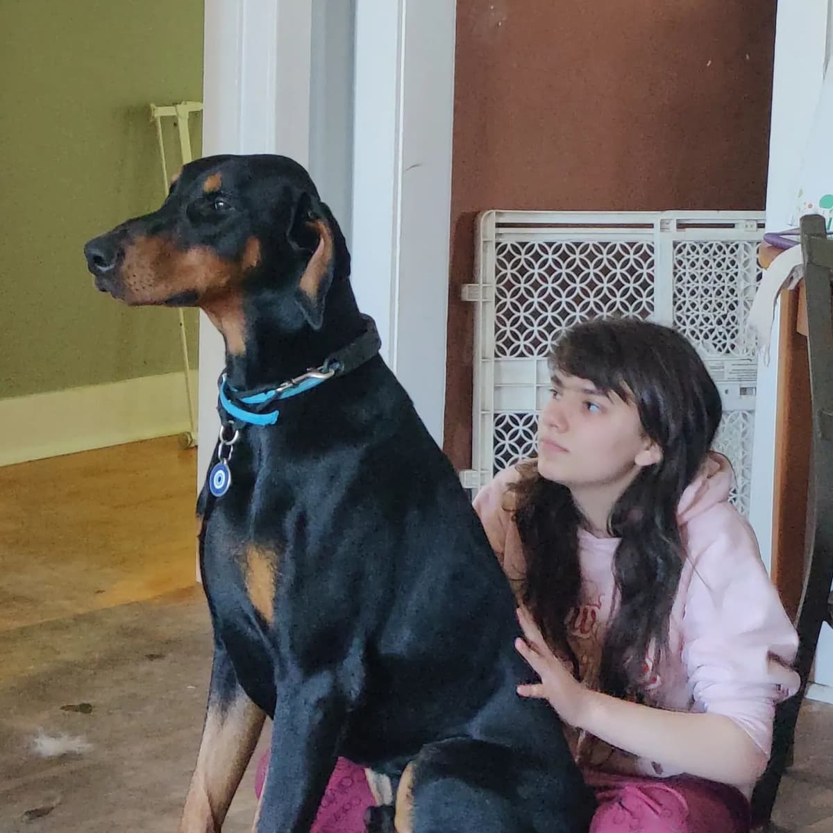Doberman Pinscher Puppies breeder image 6