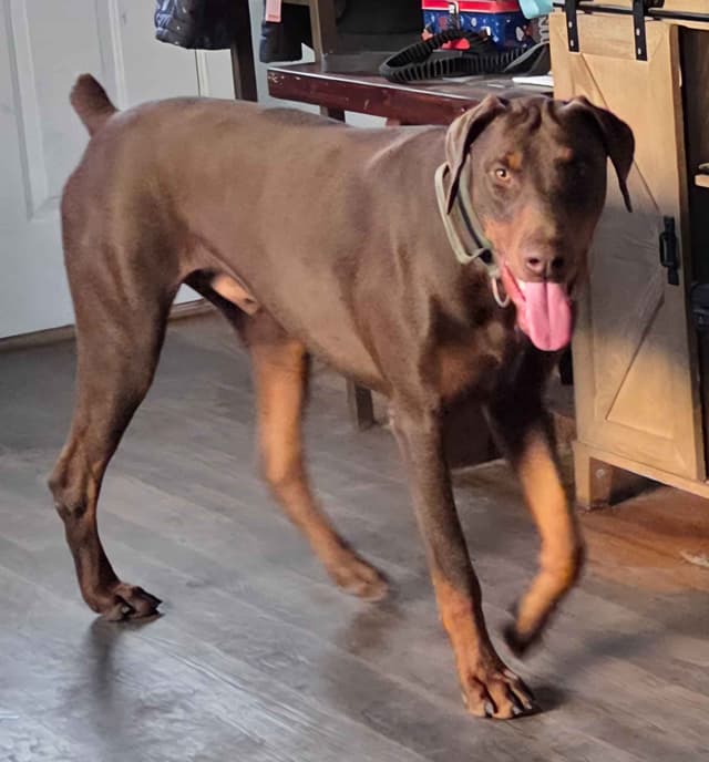 Doberman Pinscher Puppies media 3