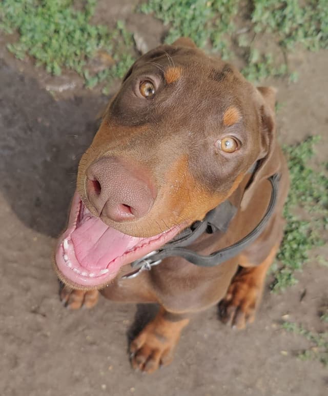 Doberman Pinscher Puppies media 2