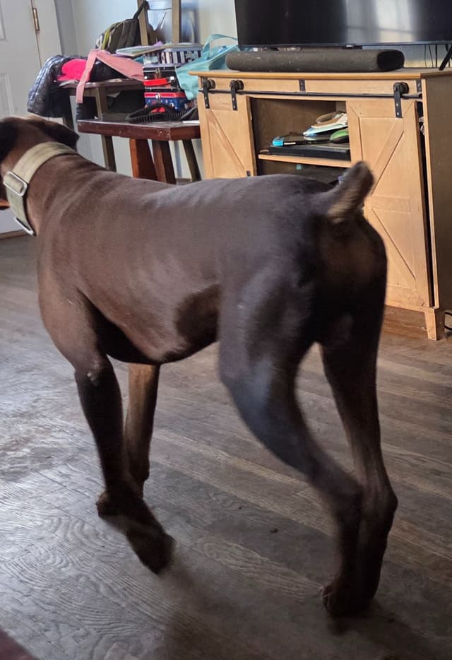 Doberman Pinscher Puppies media 4