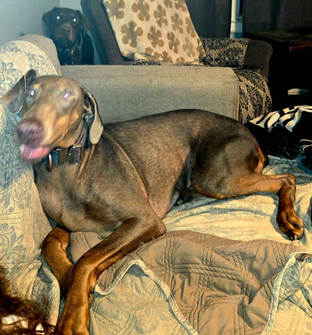 Doberman Pinscher Puppies media 6