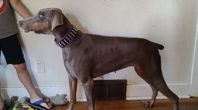 Doberman Pinscher Puppies media 5