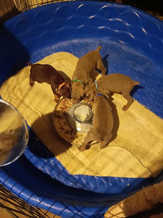 Doberman Pinscher Puppies media 7