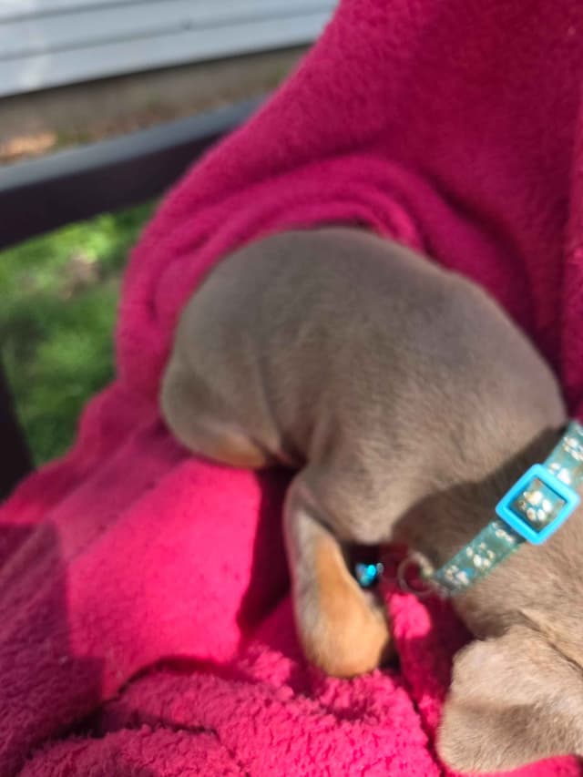 Doberman Pinscher Puppies media 8