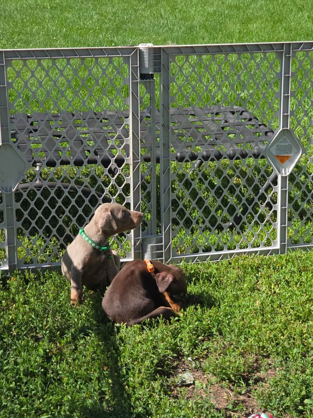 Doberman Pinscher Puppies media 10