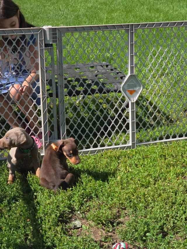 Doberman Pinscher Puppies media 12