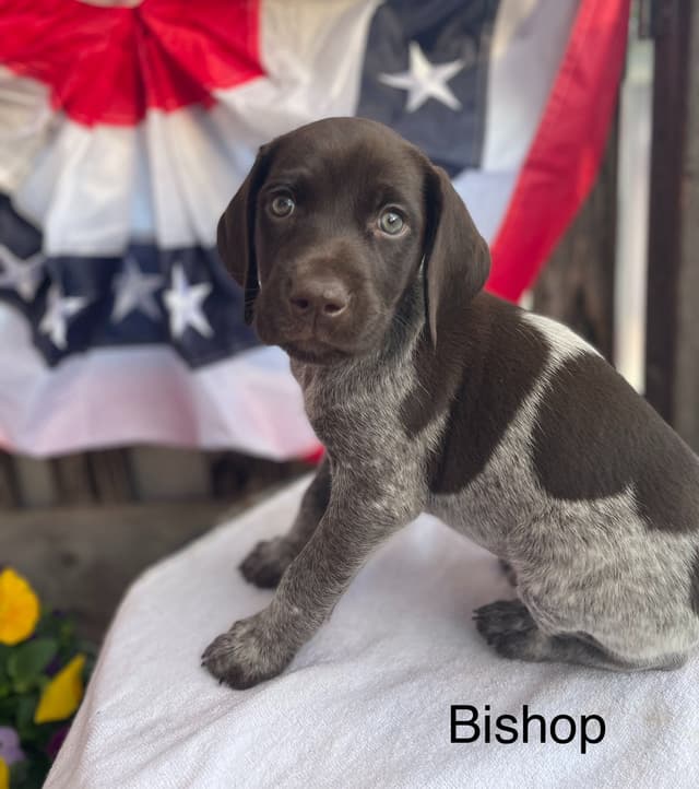 German Shorthaired Pointer Puppies media 16