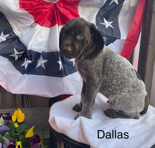 German Shorthaired Pointer Puppies media 17