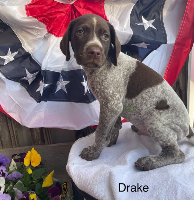 German Shorthaired Pointer Puppies media 5